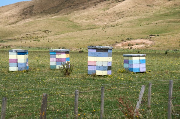 New Zealand 09 10  109